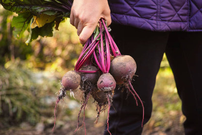 AFARTIOBINA 59 PCS BEETROOT SEEDS Seed(59 per packet)