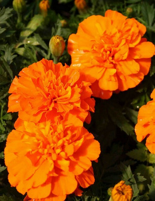 XOLDA Exotic mix marigold Seed(15 per packet)