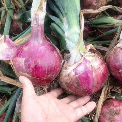 KNESSiN Giant Nasik Red Onion Seed(1250 per packet)