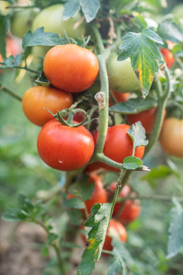 GROOT tomato Seed(145 per packet)
