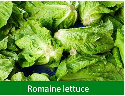 Qualtivate PUAS-7A Romaine Lettuce Seeds Seed(300 per packet)