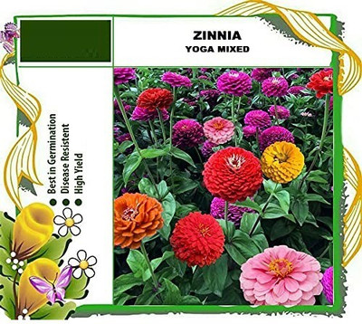 CYBEXIS Zinnia Yoga Mix Seeds Seed(1 g)