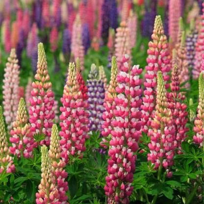 Aywal Lupin Hartwegii Pixii Mix Seed(80 per packet)