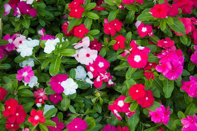 Platis Rosea Vinca Mixed Seed(100 per packet)