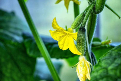 Qualtivate HUA-6A Long Green Cucumber Seeds Seed(300 per packet)