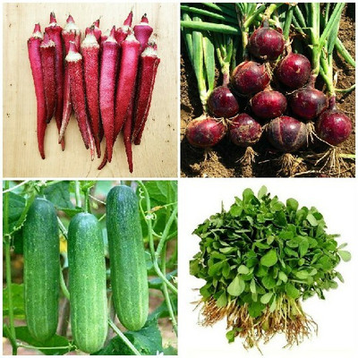 R-DRoz Okra Red Bhindi, Cucumber Khira, Methi Fenugreek & Onion Red Seed(4 per packet)