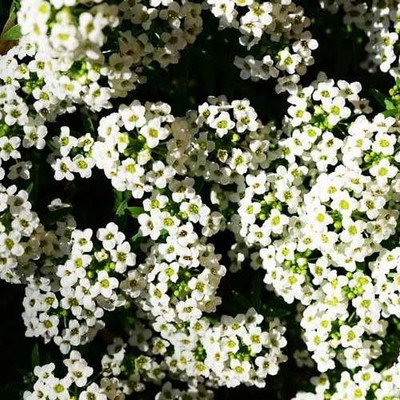 VINGTON Alyssum Carpet of Snow Seed(50 per packet)