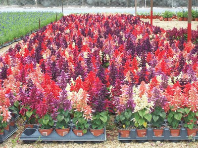 XOLDA Exotic salvia mix Seed(15 per packet)