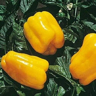 KNESSiN Capsicum Golden Californian Seed(400 per packet)