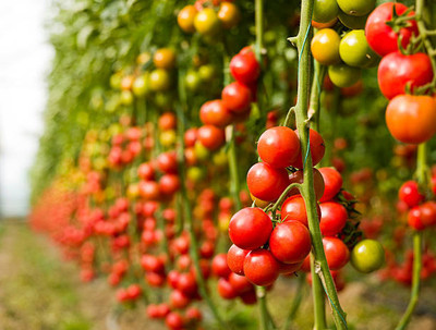 Galaxi tomato Seed(30 per packet)
