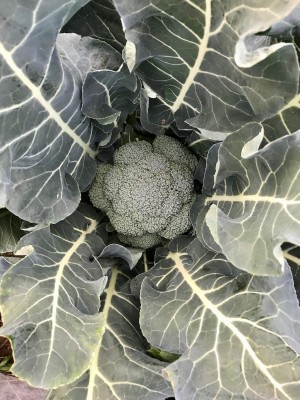 Qualtivate PUA-1A Godzilla F1 Broccoli Seeds Seed(300 per packet)