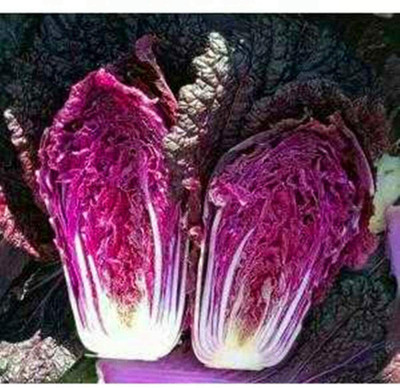 CYBEXIS Organic Purple Cabbage Seeds500 Seeds Seed(500 per packet)