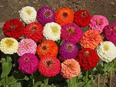 Lorvox Zinnia 'Scabiosa Flowered Seed(80 per packet)
