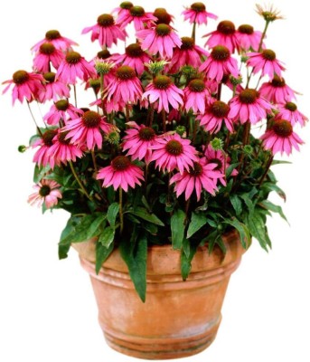 CYBEXIS PAU-96 - Purple chrysanthemum Flower - (90 Seeds) Seed(90 per packet)