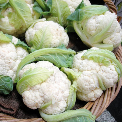 WILLVINE SYN -II Hybrid Pant Gobhi-3 Cauliflower [10g, 3000 Seeds] Seed(3000 per packet)