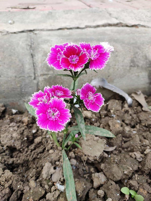 Lorvox Sweet William Mix F1 Hybrid Flower Seed(70 per packet)