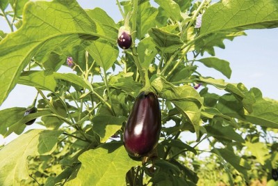 SeeGreen Brinjal Seeds Black Hybrid long brinjal (Black Baingan eggplant -162 Seed(162 per packet)