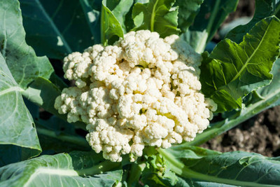 Valpadana white cauliflower,gobhee seeds Seed(35 per packet)