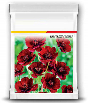 CYBEXIS PAU-79 - Chocolate Cosmos Flower - (90 Seeds) Seed(90 per packet)