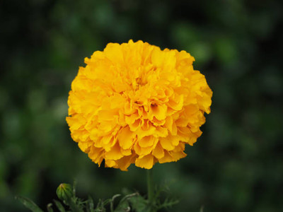 Behuria Agro Farm marigold/gende ka phool flower seeds Seed(75 per packet)
