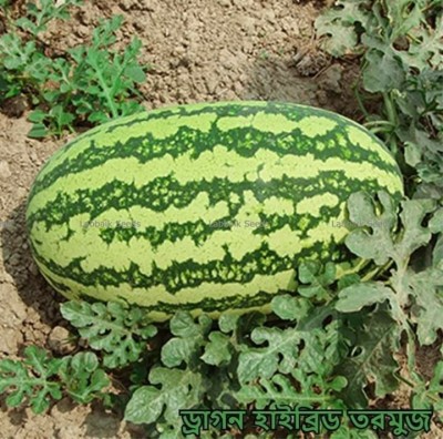 SREE watermelon, tormuj, Hybrid watermelon Seed(50 per packet)