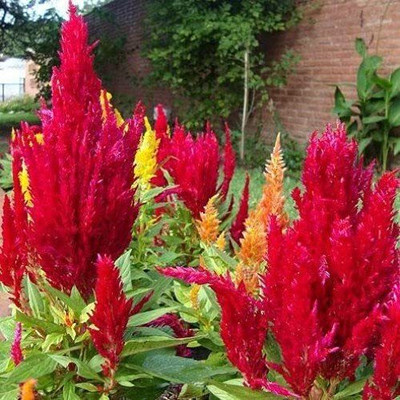 Lorvox COLORFUL Mixed CELOSIA Flower Seed(135 per packet)