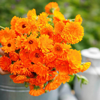 Lippy Orange Calendula Seed(70 per packet)