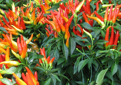 WILLVINE Ornamental Chilli Plants Seeds Hybrid-[3000 Seeds] Seed(3000 per packet)