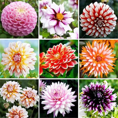 DEYS AGRO ™ dahlia flowers seeds,mix f1 hybrid flower seeds Seed(50 per packet)