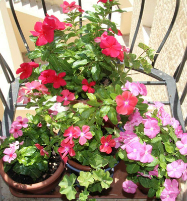 CYBEXIS ATS-16 - Flower | Vinca/Sadabahar Mixed Color Flower | F1 Hybrid - (60 Seeds) Seed(60 per packet)