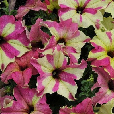 CYBEXIS Petunia Lime bicolor hybrid Pelleted seeds Seed(1 g)