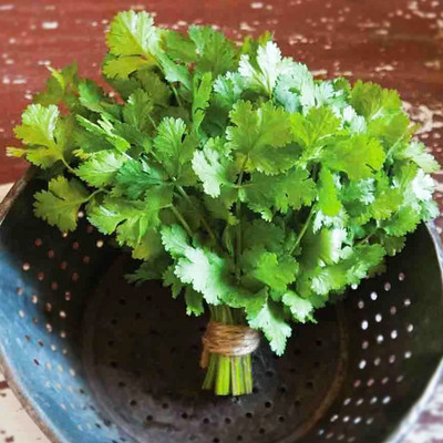 LPT HARA DHANIYA Seed(500 per packet)