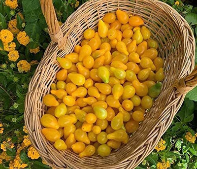 Qualtivate DXL-2AT Yellow Pear Tomato Seed(300 per packet)