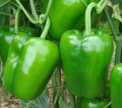 Quentova शिमला मिर्च Capsicum/Shimla Mirch-5Y-KGF Seed(50 per packet)