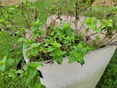 Quentova Sweet PepperMint-VIC-2C Seed(300 per packet)