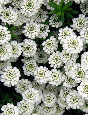 Aywal Candytuft (Perennial) Snowflake Seed(10 per packet)