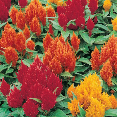 XOLDA Exotic celosia Seed(49 per packet)