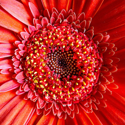 XOLDA Exotic daisy red Seed(15 per packet)