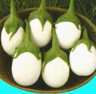 KANAYA Brinjal White Round Seed(130 per packet)