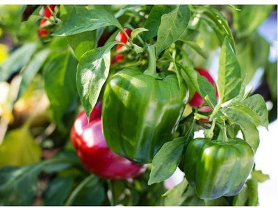 sporos GREEN CAPSICUM Seed(50 per packet)