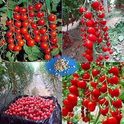 VibeX Tomato Seed(40 per packet)