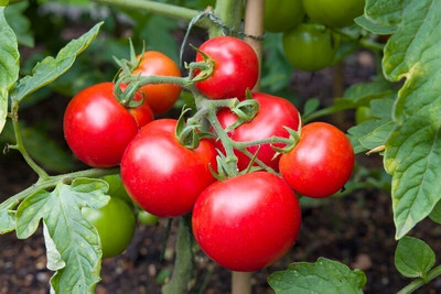 jkfarm Tomato Seed(425 per packet)