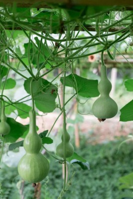 VibeX HUA-31 - Bottle Gourd (Lagenaria siceraria) - (100 Seeds) Seed(100 per packet)