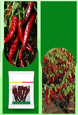 WILLVINE SCI -X Dabbi byadgi chilli | Kashmiri chilli | Red chilli[1gm, 200 Seeds] Seed(200 per packet)