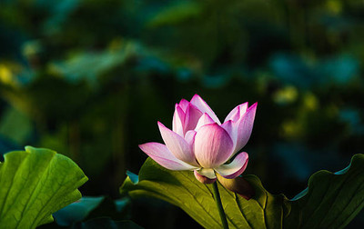 Portia lotus,kamal gatta Seed(10 per packet)