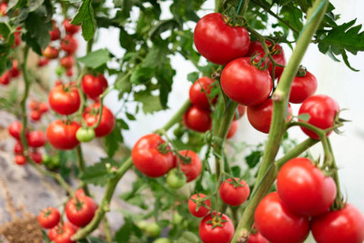 HYBRID tomato Seed(55 per packet)
