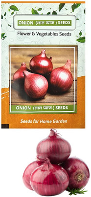WILLVINE MEH -XI ONION DESI TEJAS-57 SEED [2.5g] Seed(1500 per packet)