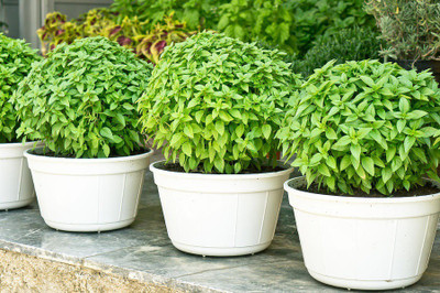 VibeX ® RXI-42 Greek Dwarf Basil (Ocimum basilicum) Seed(1000 per packet)