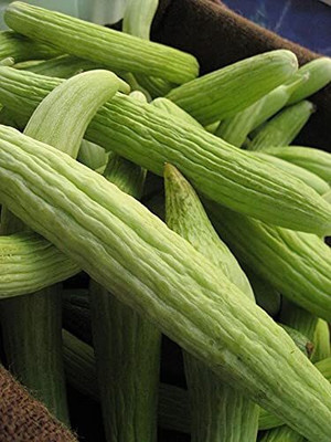 CYBEXIS NDIR-85 - GREEN LONG MELON (KAKRI) - (1350 Seeds) Seed(1350 per packet)