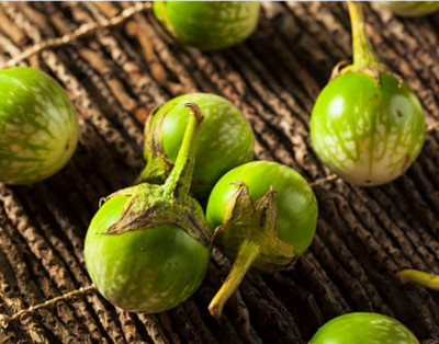 UGRA Eggplant Petch Siam Vegetable Seed(2000 per packet)